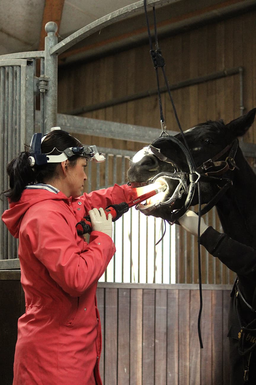 Zahnbehandlung vor Ort